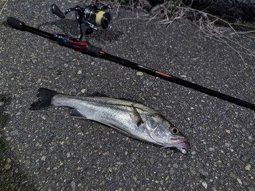 スズキの釣果