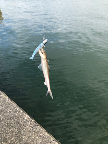 トカゲエソの釣果