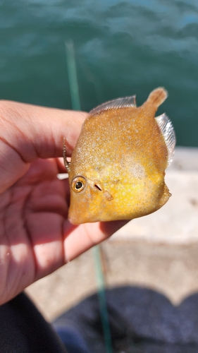 カワハギの釣果