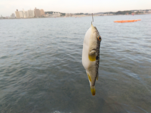 クサフグの釣果