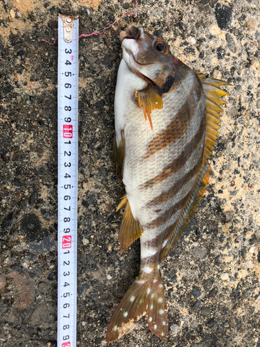 タカノハダイの釣果