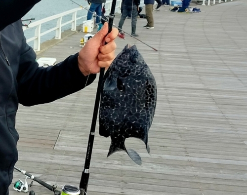 イシガキダイの釣果