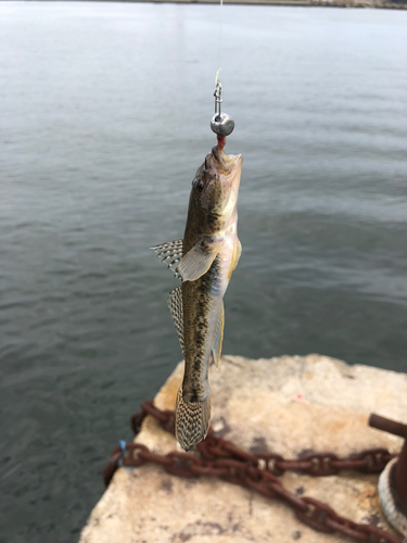 ハゼの釣果