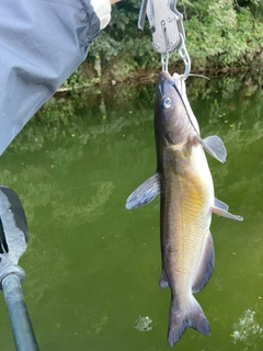 アメリカナマズの釣果