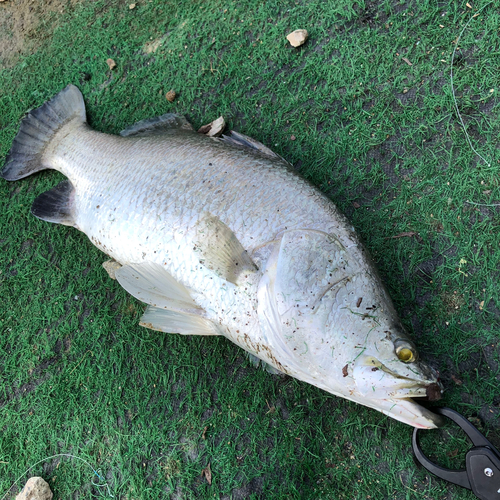 バラマンディの釣果