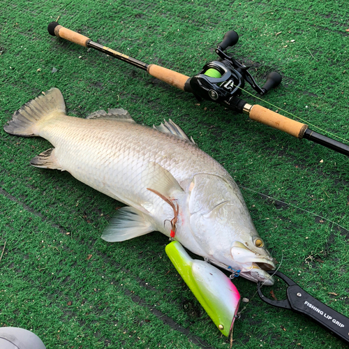 バラマンディの釣果