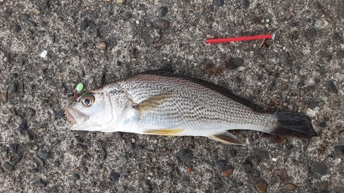 イシモチの釣果