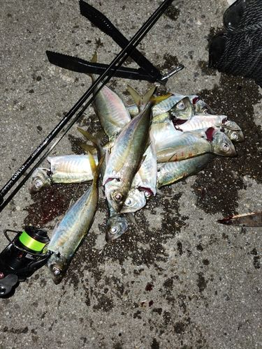 アジの釣果