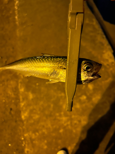 サバの釣果