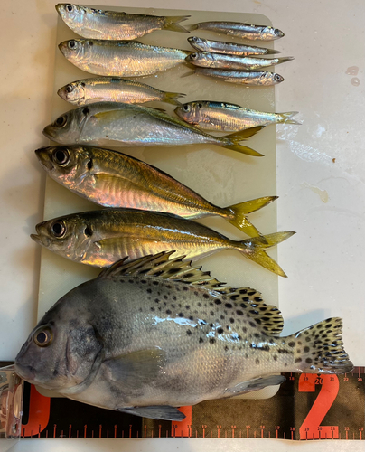 コショウダイの釣果