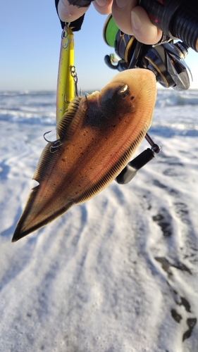 シタビラメの釣果