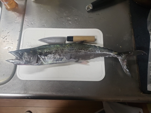 サゴシの釣果