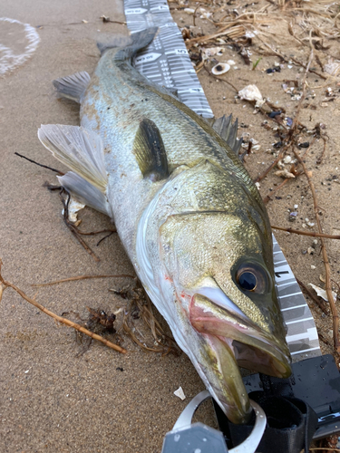 スズキの釣果