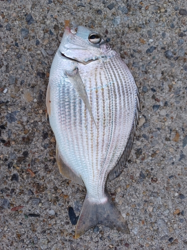 ヘダイの釣果