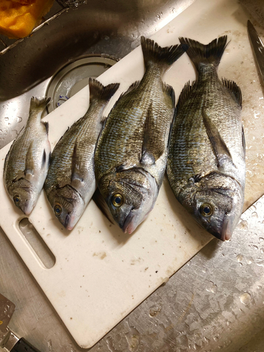 クロダイの釣果