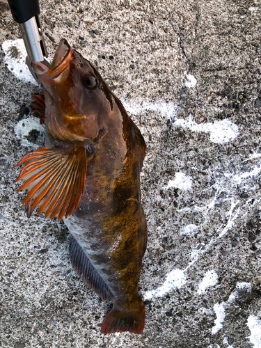 アイナメの釣果