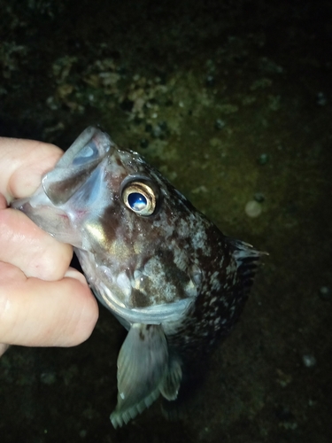 クロソイの釣果