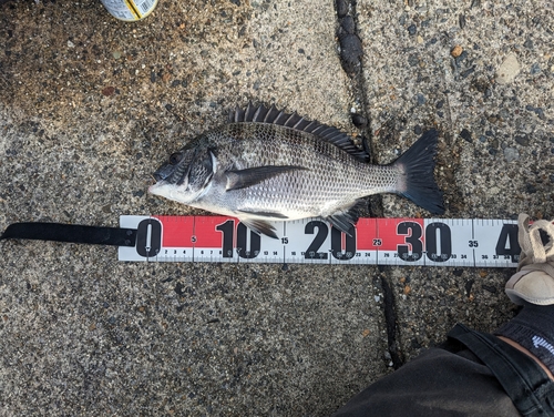 クロダイの釣果