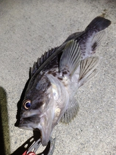 クロソイの釣果