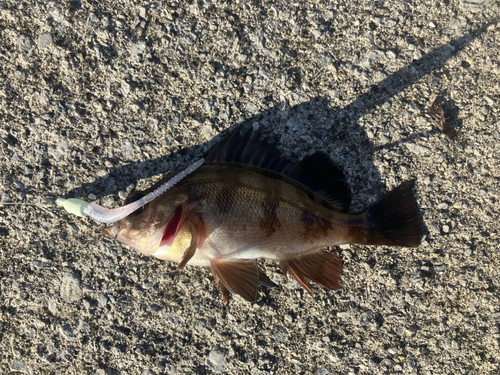 アカメバルの釣果