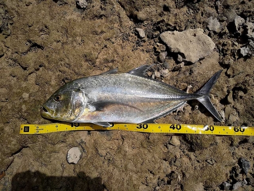 オニヒラアジの釣果