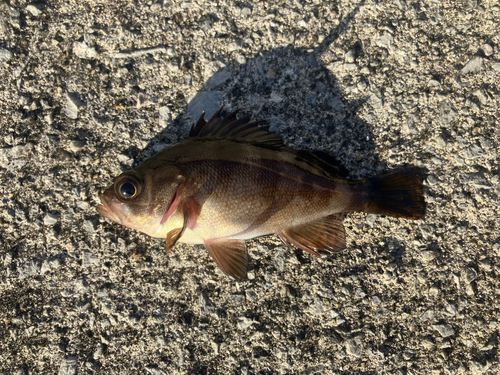 アカメバルの釣果