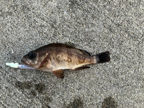 アカメバルの釣果