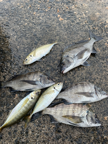 チヌの釣果