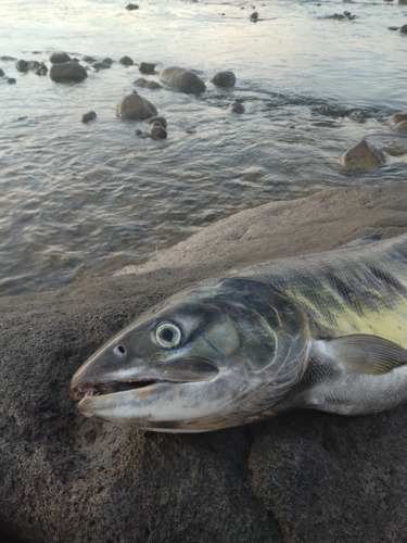 アキアジの釣果