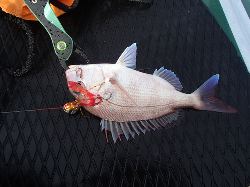 マダイの釣果