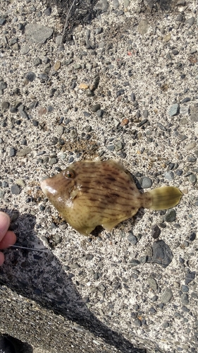 カワハギの釣果