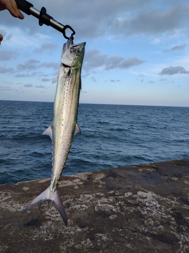 サゴシの釣果