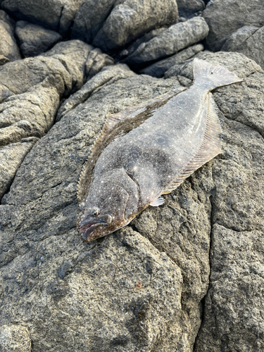 ヒラメの釣果