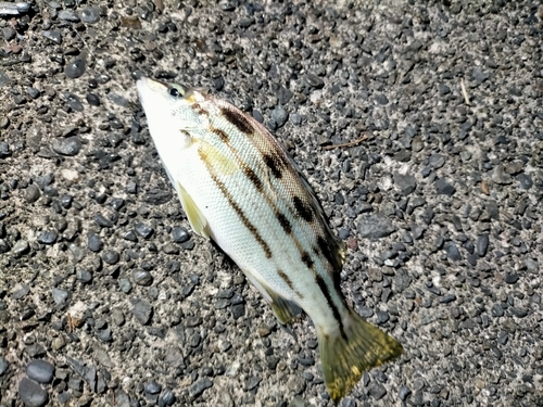 シマイサキの釣果