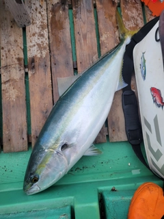 ハマチの釣果