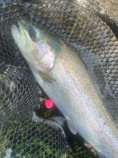 ニジマスの釣果