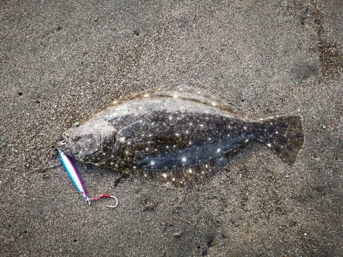 ヒラメの釣果