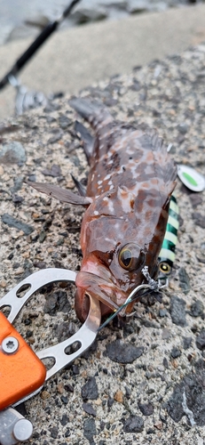 アコウの釣果