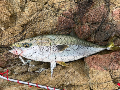 メジロの釣果