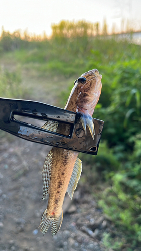 ハゼの釣果