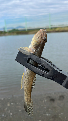 ハゼの釣果