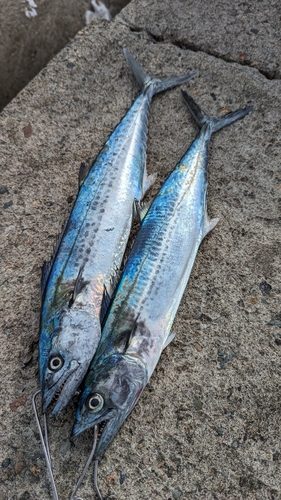 サゴシの釣果