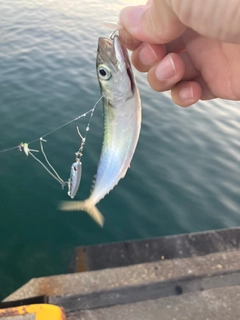 サバの釣果