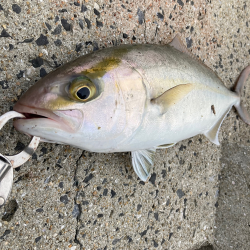 ネリゴの釣果