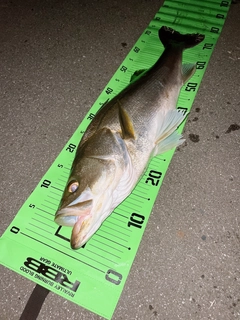 シーバスの釣果
