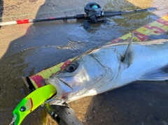 スズキの釣果