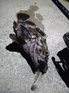 オウゴンムラソイの釣果