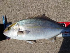 カンパチの釣果