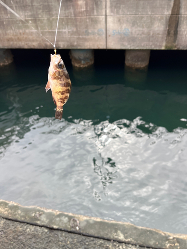 メバルの釣果