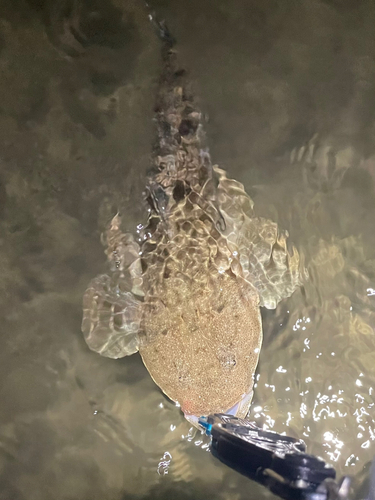 マゴチの釣果